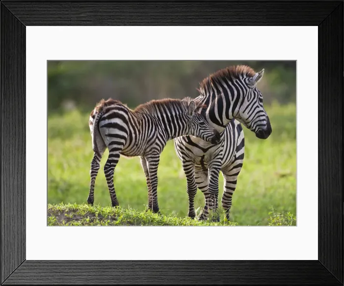 Framed Print : DDE-90022627