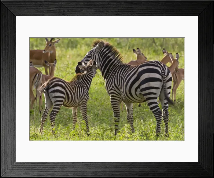 Framed Print : DDE-90022626 Framed Print : DDE-90022626