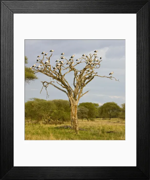 Framed Print : DDE-90022628 Framed Print : DDE-90022628