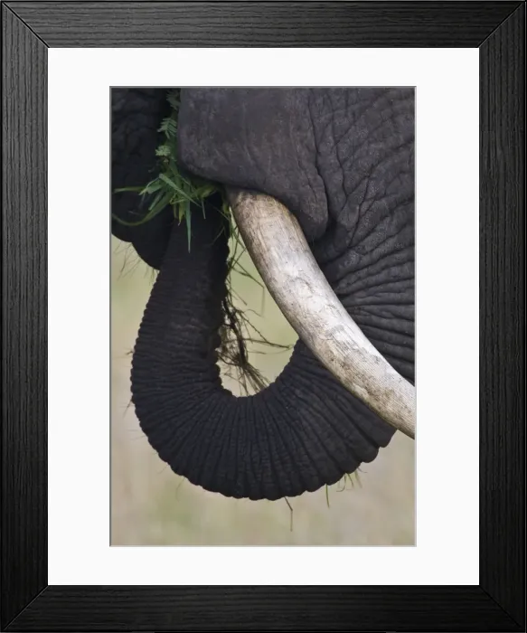 Framed Print : DDE-90022632 Framed Print : DDE-90022632