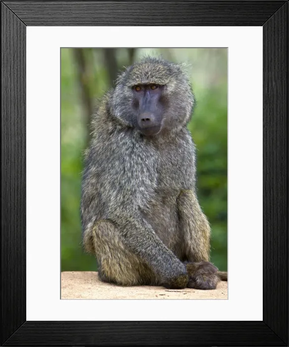 Framed Print : DDE-90022633