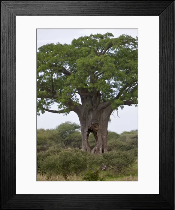 Framed Print : DDE-90022631 Framed Print : DDE-90022631