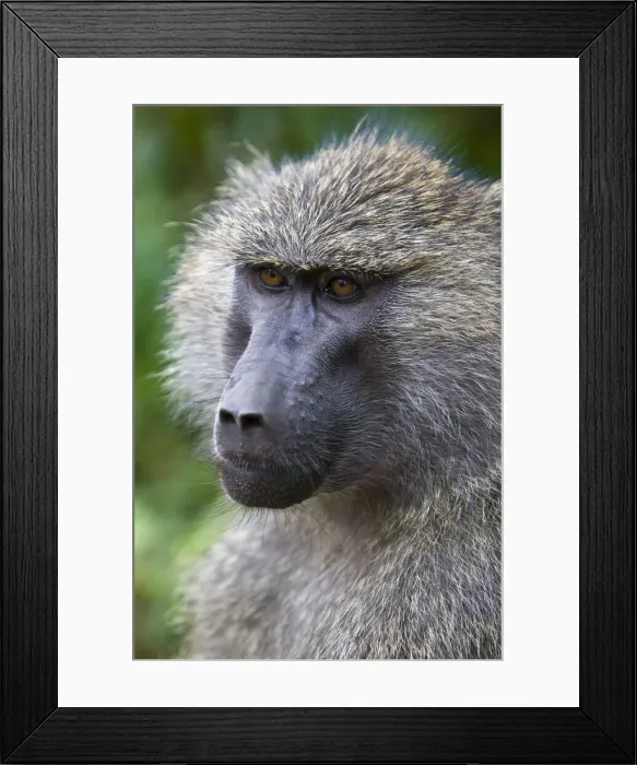 Framed Print : DDE-90022634 Framed Print : DDE-90022634