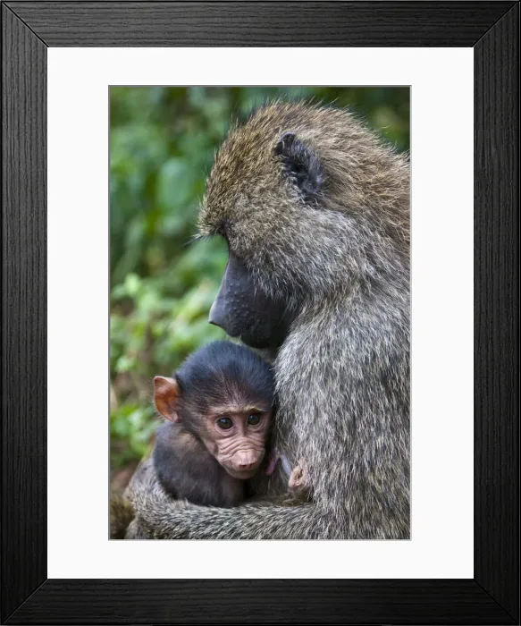 Framed Print : DDE-90022635 Framed Print : DDE-90022635