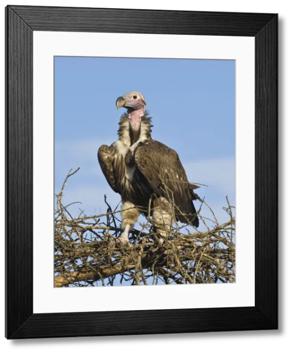 Framed Print : DDE-90022636 Framed Print : DDE-90022636