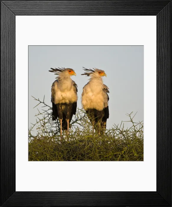 Framed Print : DDE-90022637 Framed Print : DDE-90022637