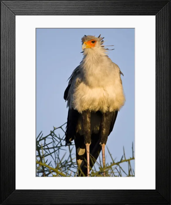 Framed Print : DDE-90022639