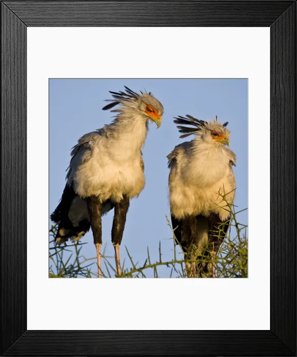 Framed Print : DDE-90022640 Framed Print : DDE-90022640