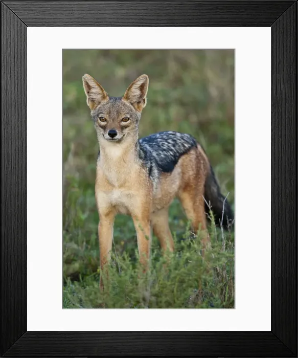 Framed Print : DDE-90022638 Framed Print : DDE-90022638