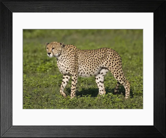 Framed Print : DDE-90022642 Framed Print : DDE-90022642