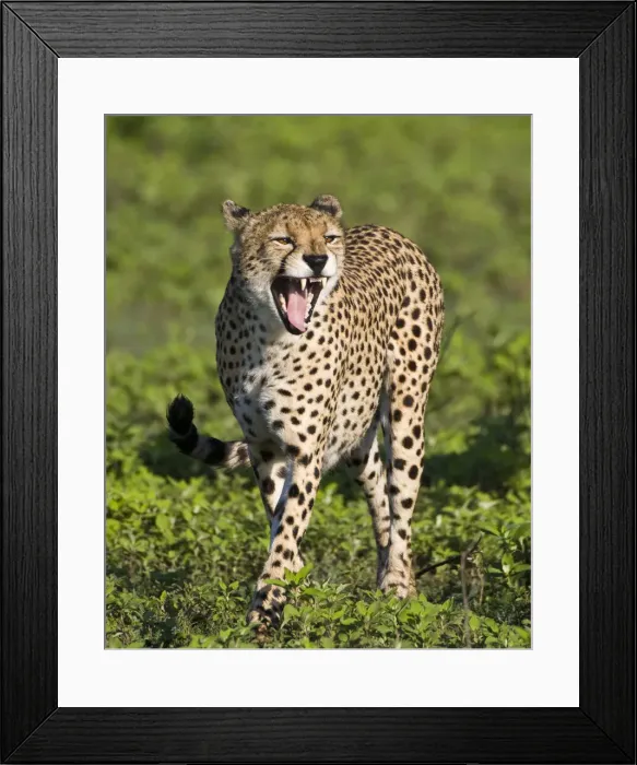 Framed Print : DDE-90022643 Framed Print : DDE-90022643