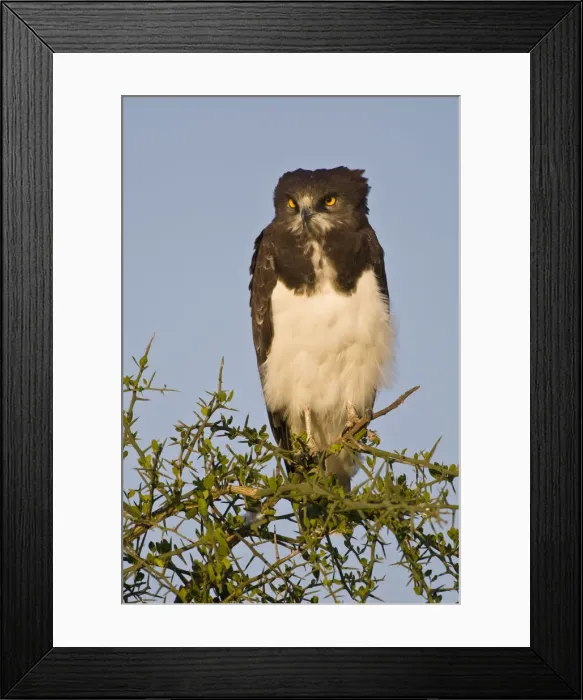 Framed Print : DDE-90022641 Framed Print : DDE-90022641