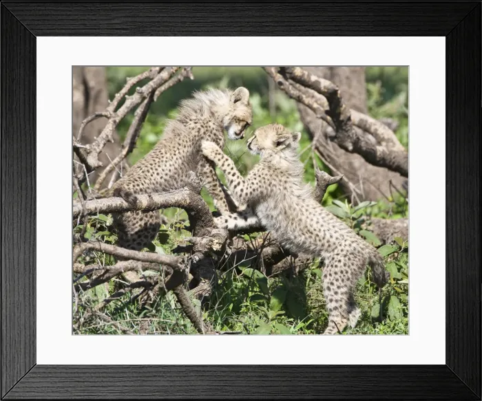 Framed Print : DDE-90022645 Framed Print : DDE-90022645
