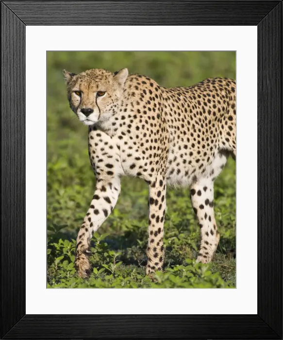 Framed Print : DDE-90022644 Framed Print : DDE-90022644