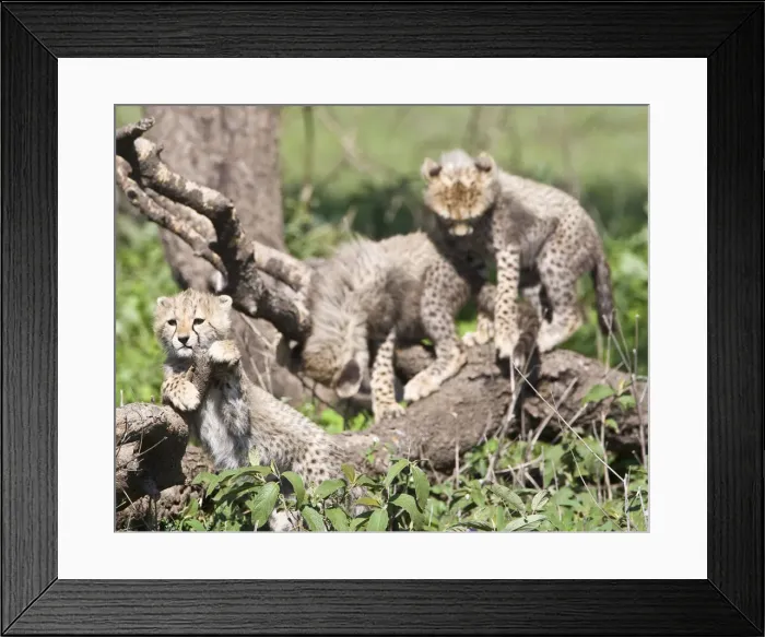 Framed Print : DDE-90022647 Framed Print : DDE-90022647