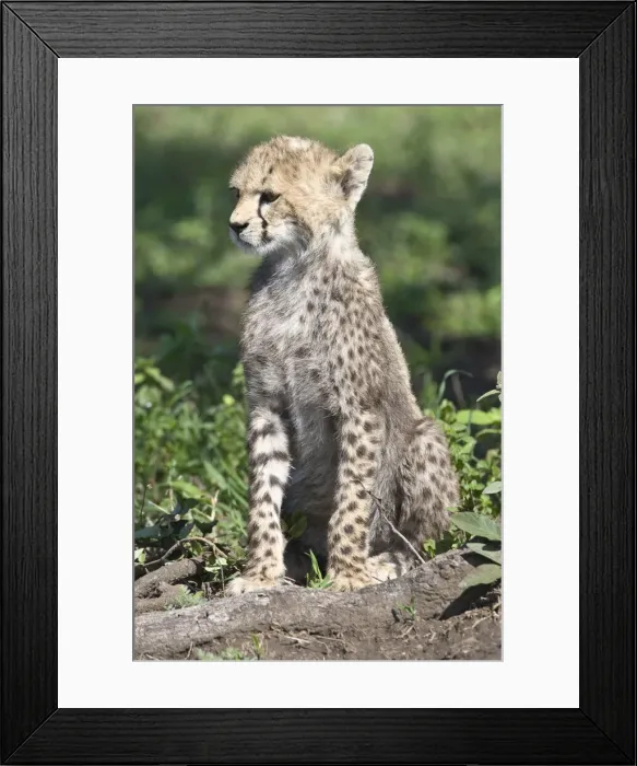 Framed Print : DDE-90022648 Framed Print : DDE-90022648