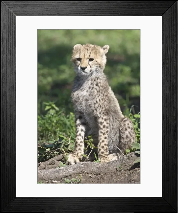 Framed Print : DDE-90022649 Framed Print : DDE-90022649