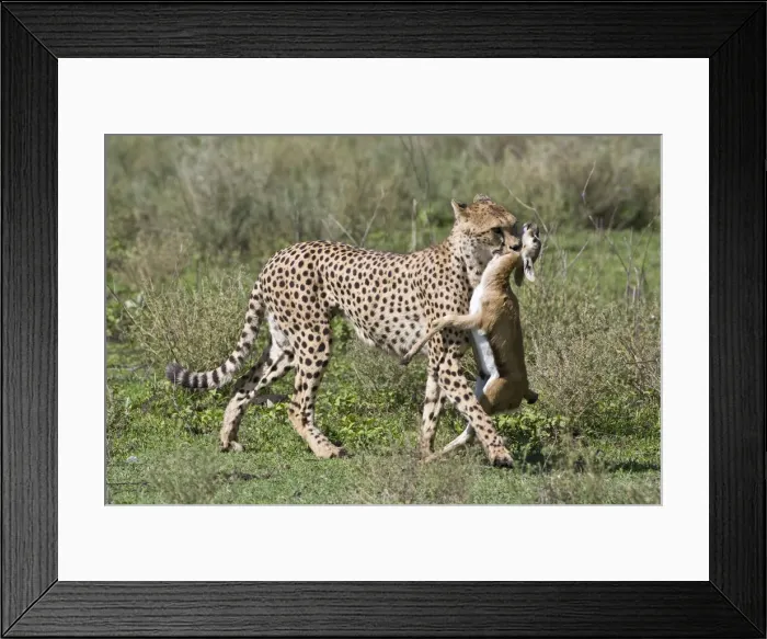 Framed Print : DDE-90022650 Framed Print : DDE-90022650