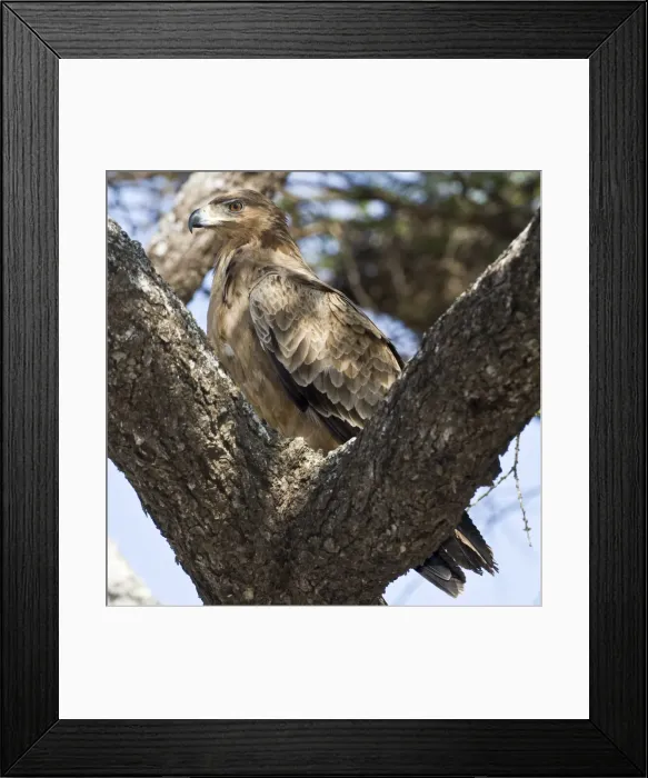 Framed Print : DDE-90022651 Framed Print : DDE-90022651