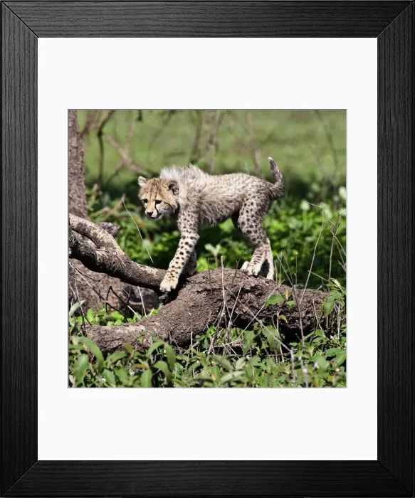 Framed Print : DDE-90022646 Framed Print : DDE-90022646