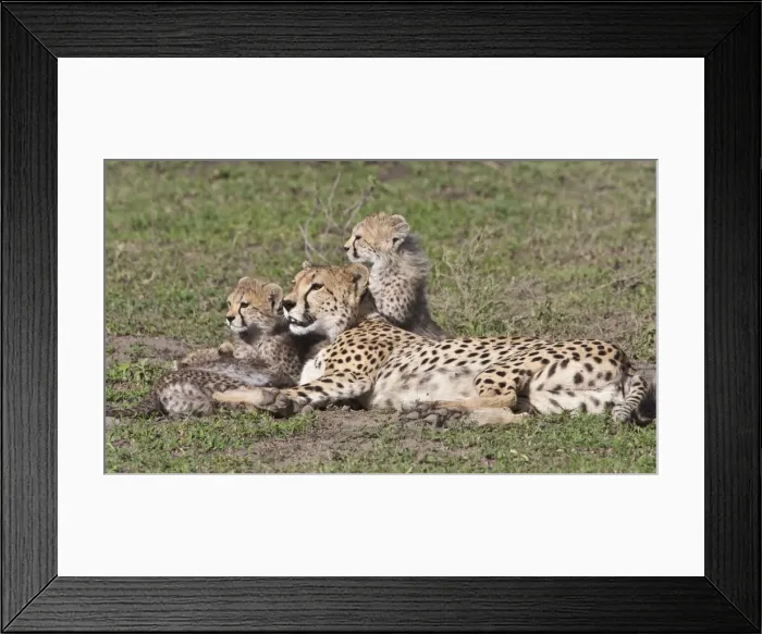 Framed Print : DDE-90022652