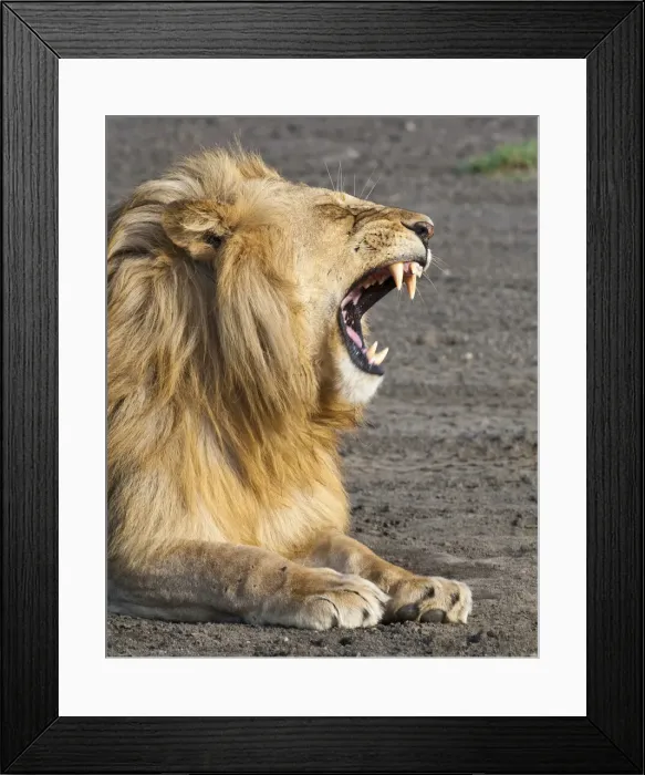 Framed Print : DDE-90022654 Framed Print : DDE-90022654