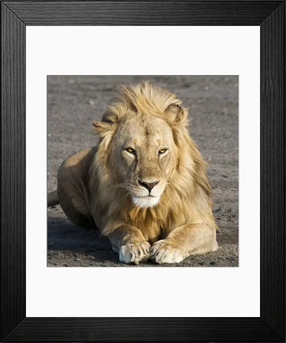 Framed Print : DDE-90022653 Framed Print : DDE-90022653