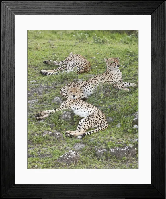 Framed Print : DDE-90022655 Framed Print : DDE-90022655