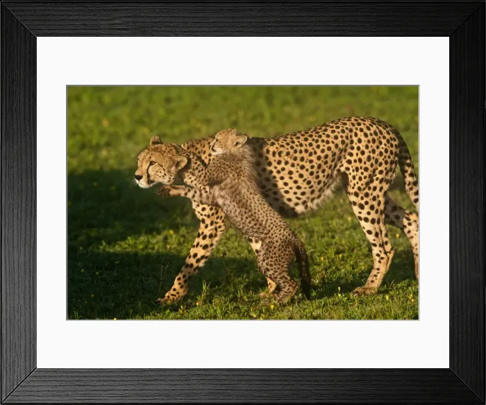 Framed Print : DDE-90022658 Framed Print : DDE-90022658