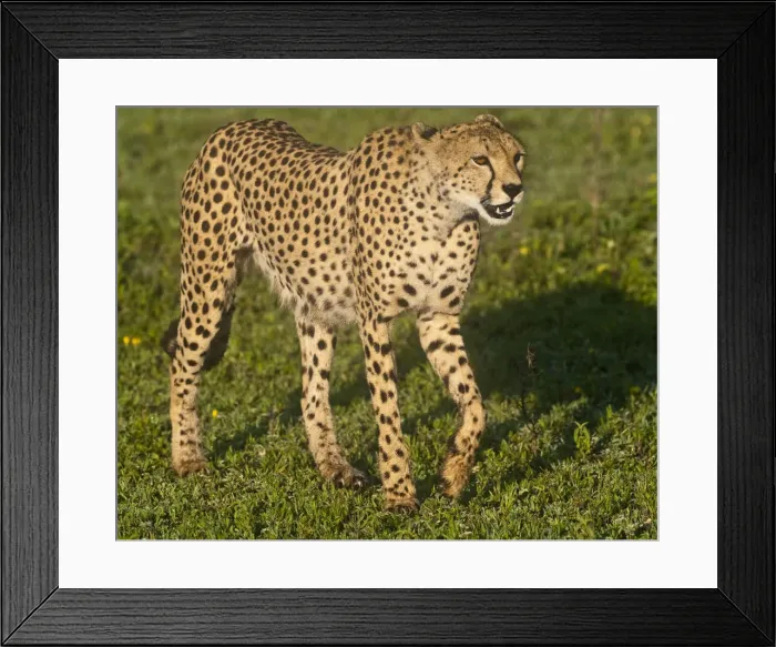Framed Print : DDE-90022659 Framed Print : DDE-90022659