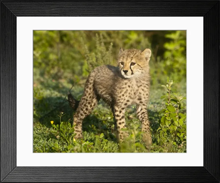 Framed Print : DDE-90022657 Framed Print : DDE-90022657