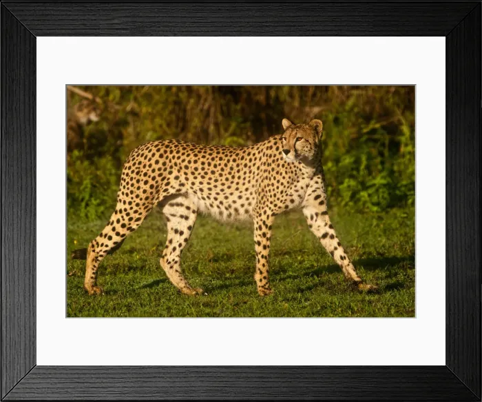 Framed Print : DDE-90022660 Framed Print : DDE-90022660