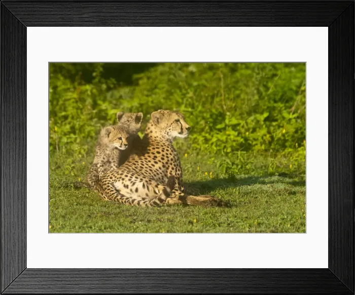 Framed Print : DDE-90022662 Framed Print : DDE-90022662