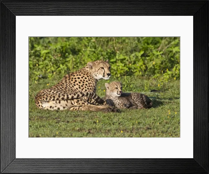 Framed Print : DDE-90022663 Framed Print : DDE-90022663
