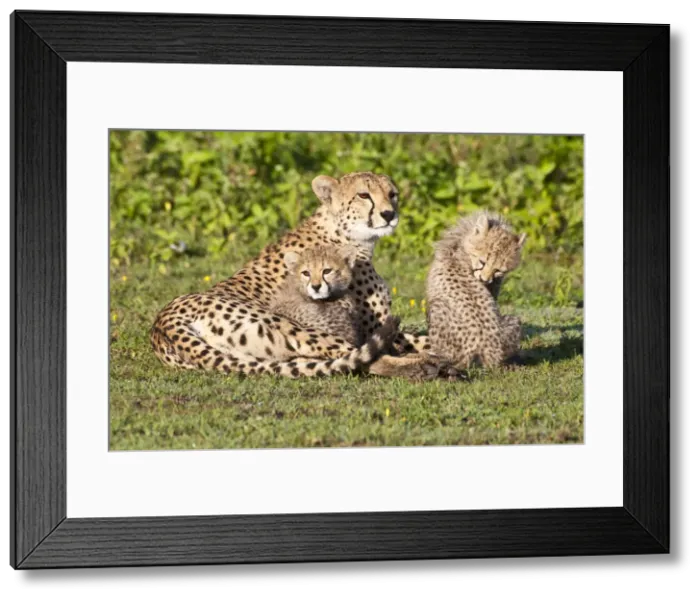 Framed Print : DDE-90022665 Framed Print : DDE-90022665