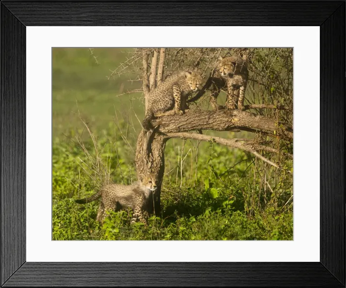 Framed Print : DDE-90022661 Framed Print : DDE-90022661