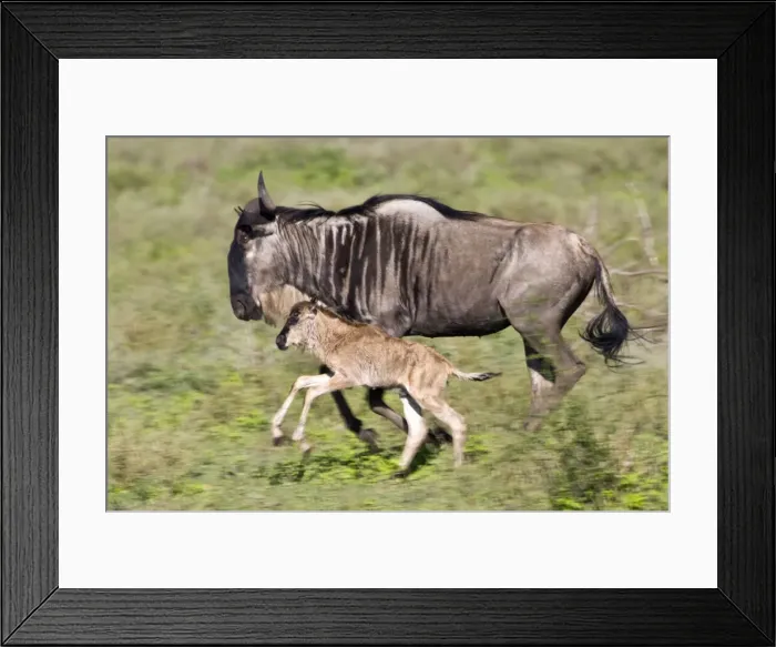Framed Print : DDE-90022666 Framed Print : DDE-90022666