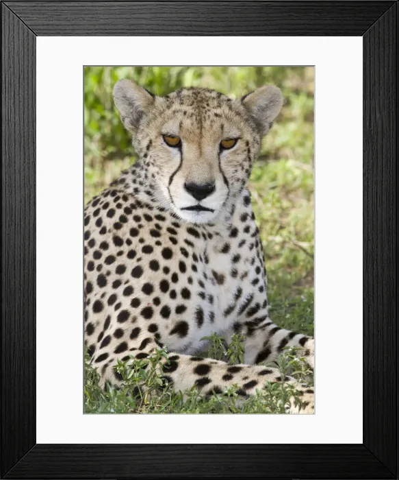 Framed Print : DDE-90022669 Framed Print : DDE-90022669