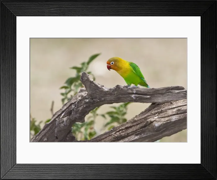 Framed Print : DDE-90022670 Framed Print : DDE-90022670