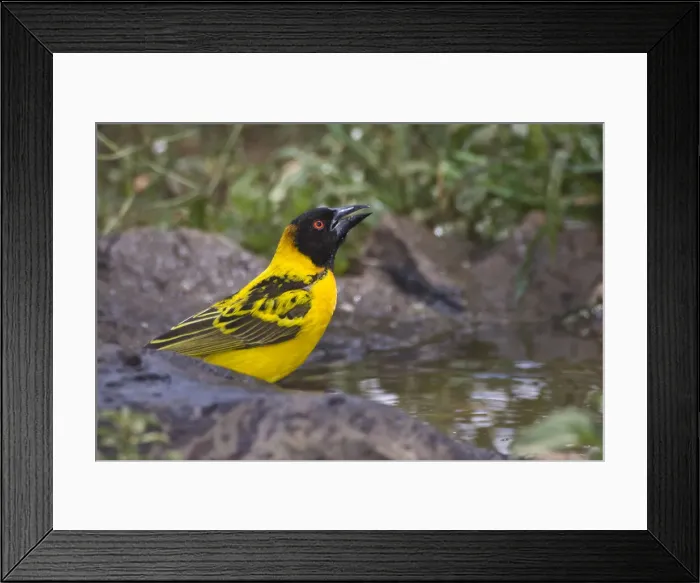 Framed Print : DDE-90022671
