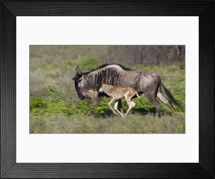Framed Print : DDE-90022667 Framed Print : DDE-90022667