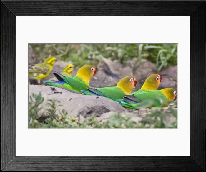 Framed Print : DDE-90022673 Framed Print : DDE-90022673
