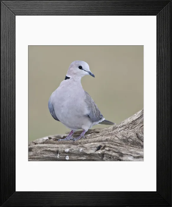 Framed Print : DDE-90022674 Framed Print : DDE-90022674