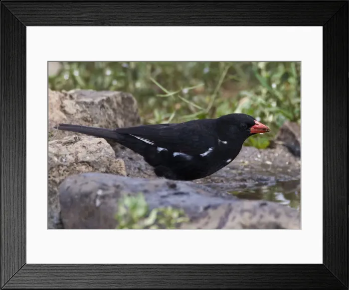Framed Print : DDE-90022672 Framed Print : DDE-90022672