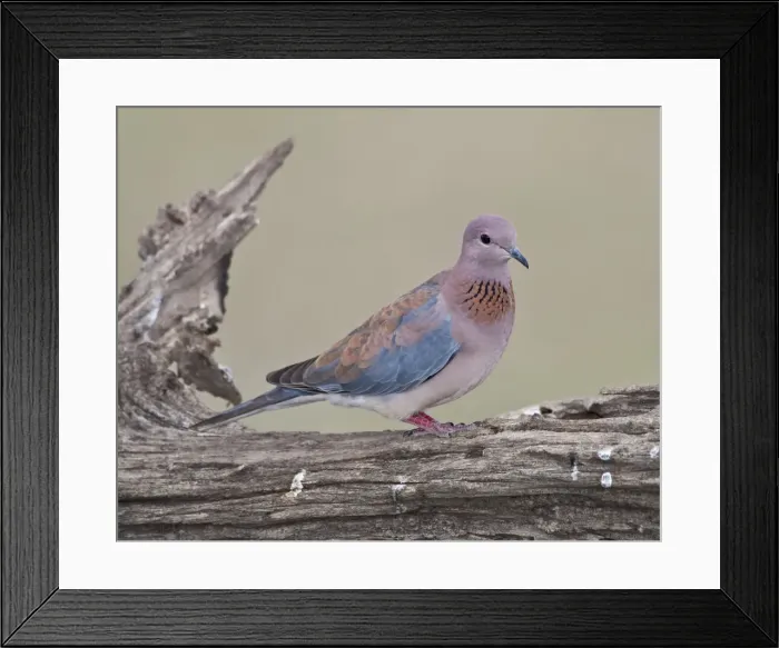 Framed Print : DDE-90022676