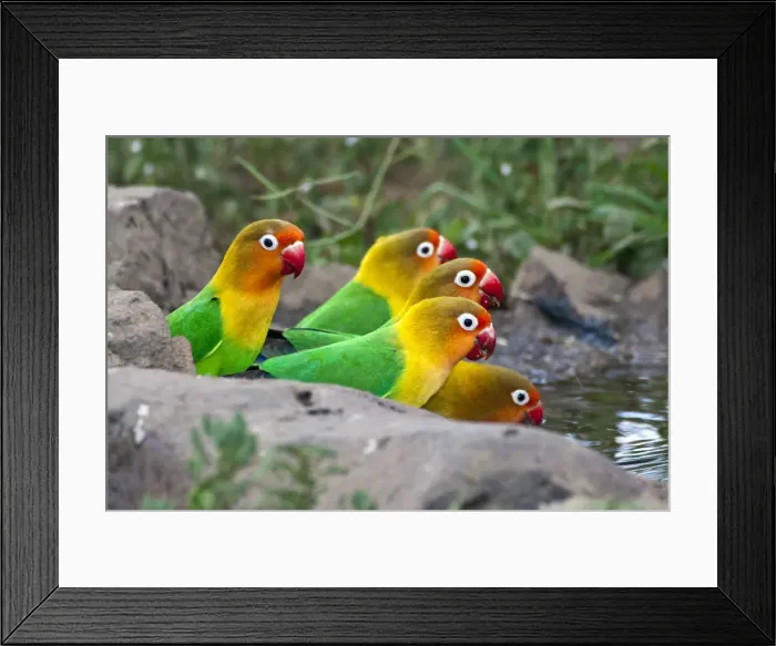 Framed Print : DDE-90022677 Framed Print : DDE-90022677
