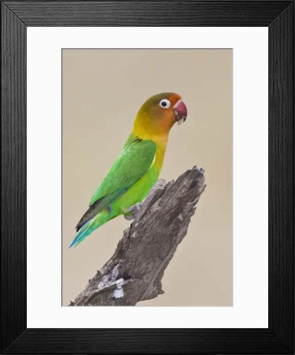 Framed Print : DDE-90022678 Framed Print : DDE-90022678