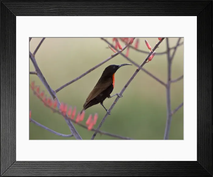 Framed Print : DDE-90022679 Framed Print : DDE-90022679