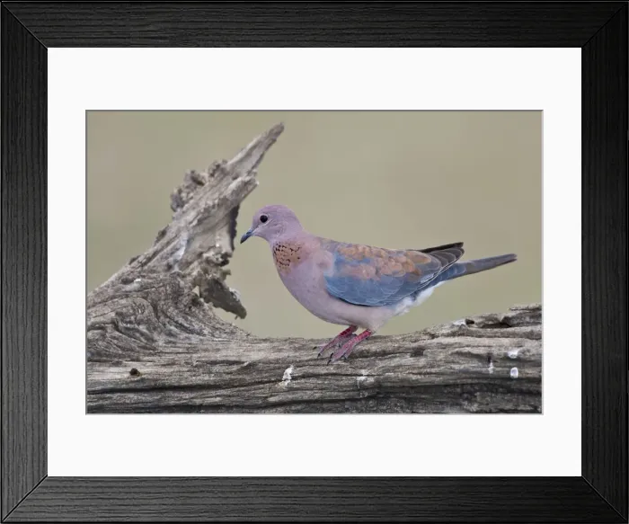 Framed Print : DDE-90022675 Framed Print : DDE-90022675