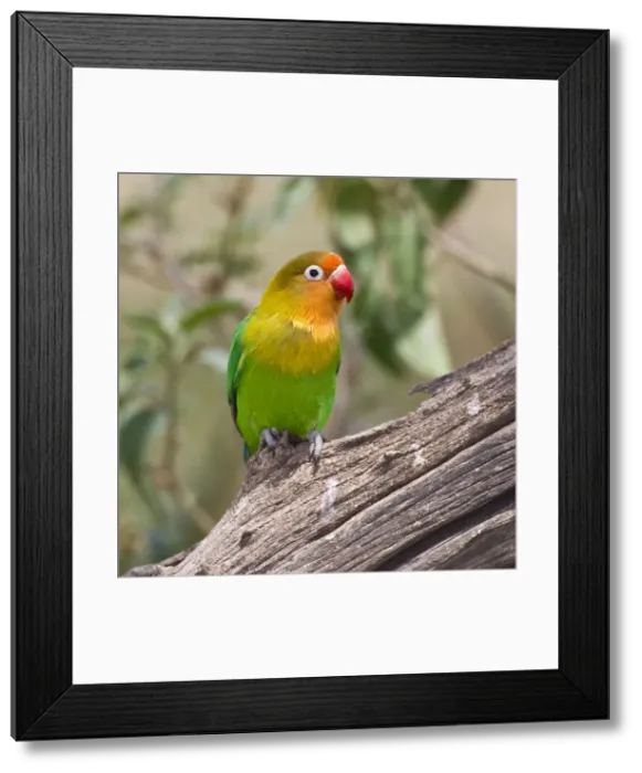 Framed Print : DDE-90022681 Framed Print : DDE-90022681